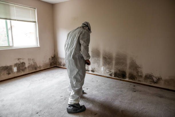 Environmental Consulting for Mold Prevention in Honaker, VA